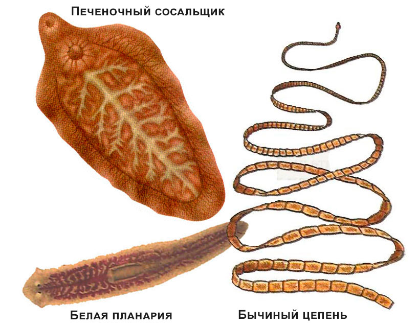 Кишечник Представленного На Фотографии Животного Слепо Замкнутый