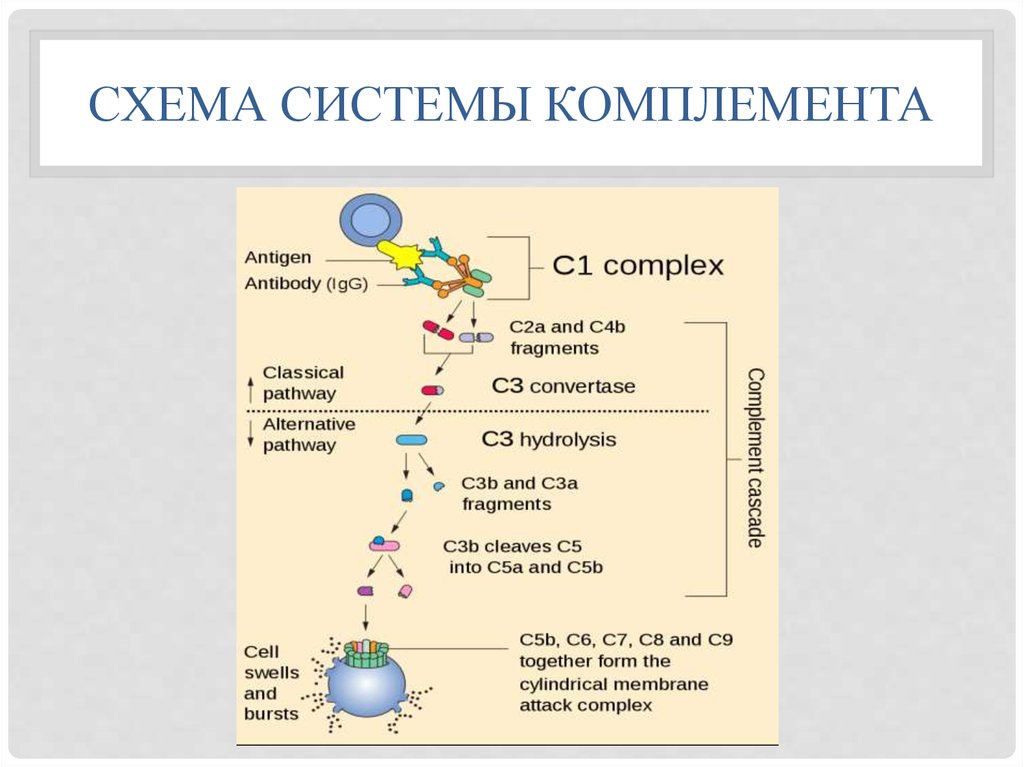 Комплемент иммунитет. Система комплемента с9. Функции иммунного комплемента. Система комплемента иммунитет. Первым фактором системы комплемента.
