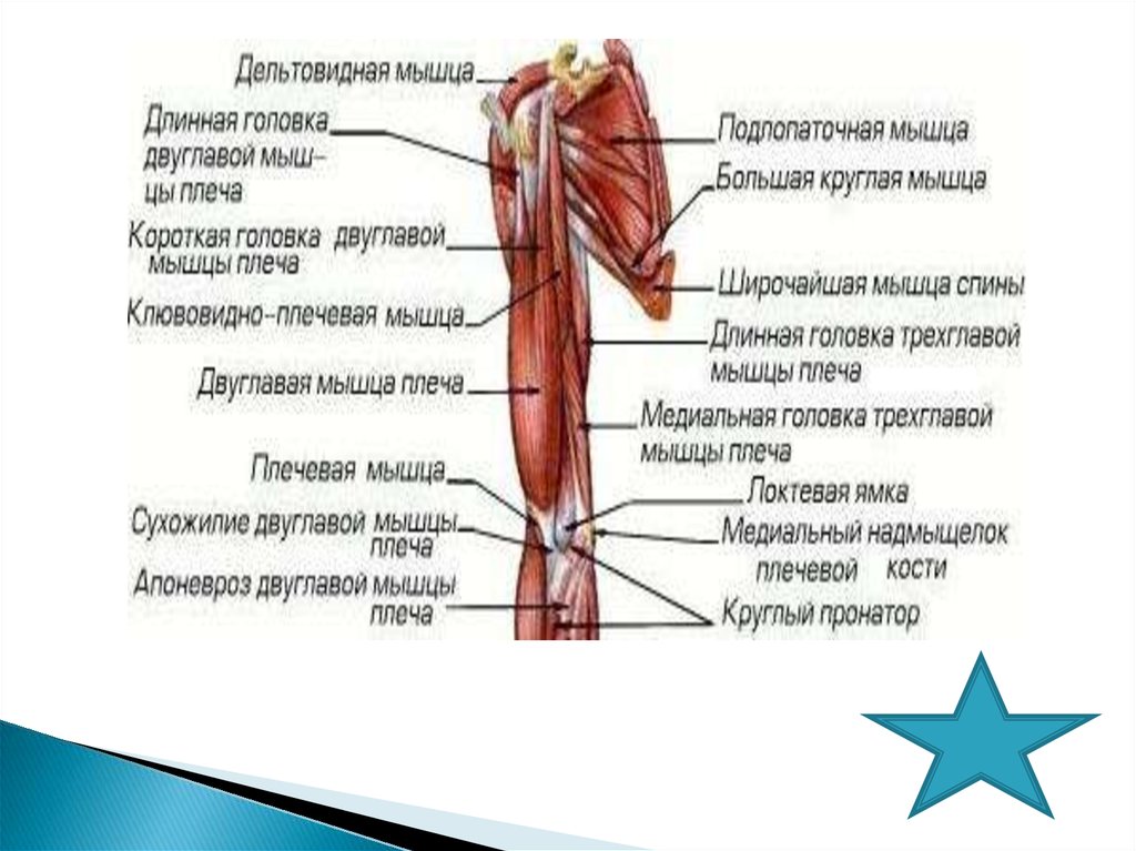 Двуглавая мышца плеча