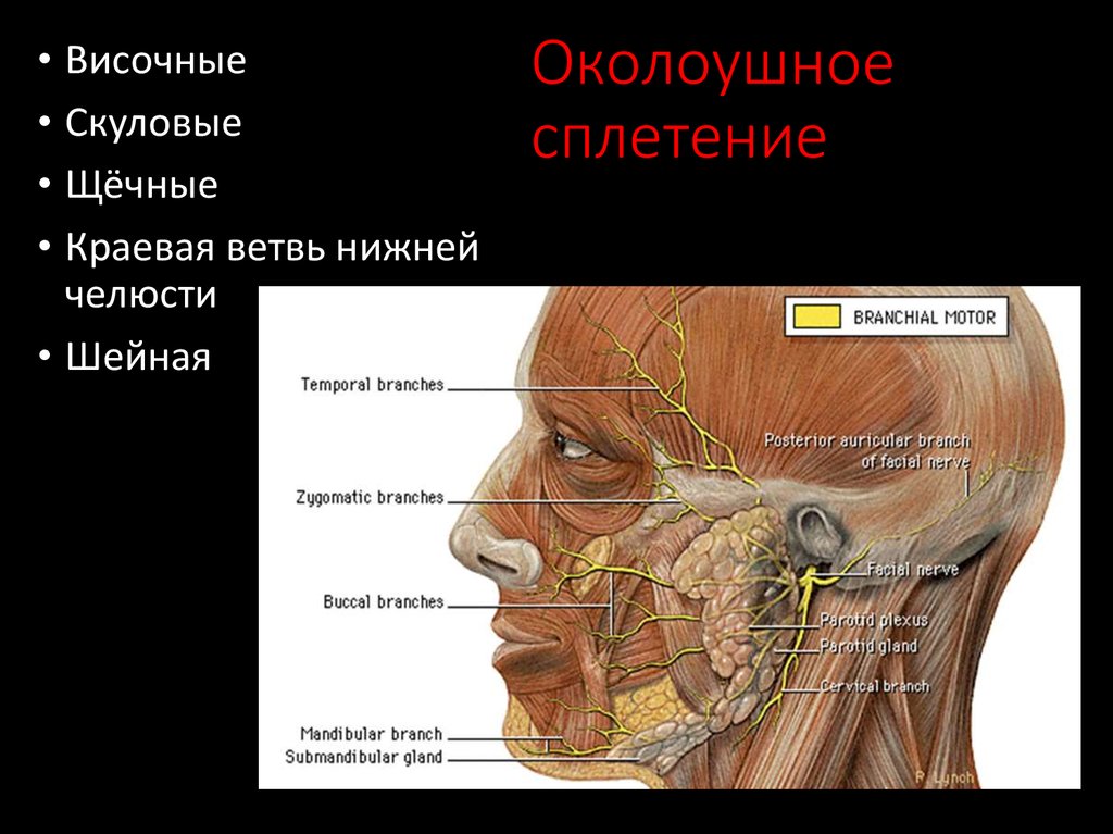 Лицевой нерв челюсти. Щечная ветвь лицевого нерва. Околоушное сплетение лицевого нерва. Иннервация околоушной железы лицевой. Височная ветвь лицевого нерва иннервирует.