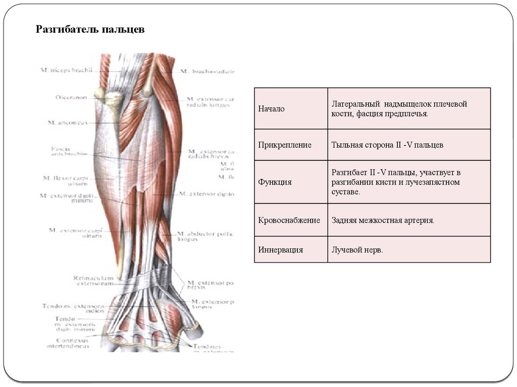 Мышца разгибает. Разгибатель мизинца иннервация. Разгибатель пальцев начало прикрепление функции. Локтевой разгибатель запястья начало прикрепление функции. Мышцы разгибатели кисти и пальцев.