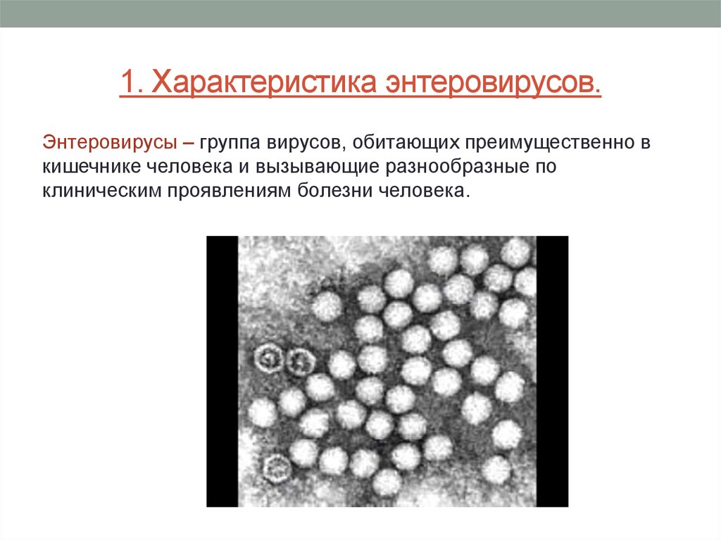 Вирусы 1 группы. Энтеровирусы микробиология таксономия. Характеристика биологических свойств энтеровирусов. Энтеровирус строение вируса. Характеристика энтеровирусов:.