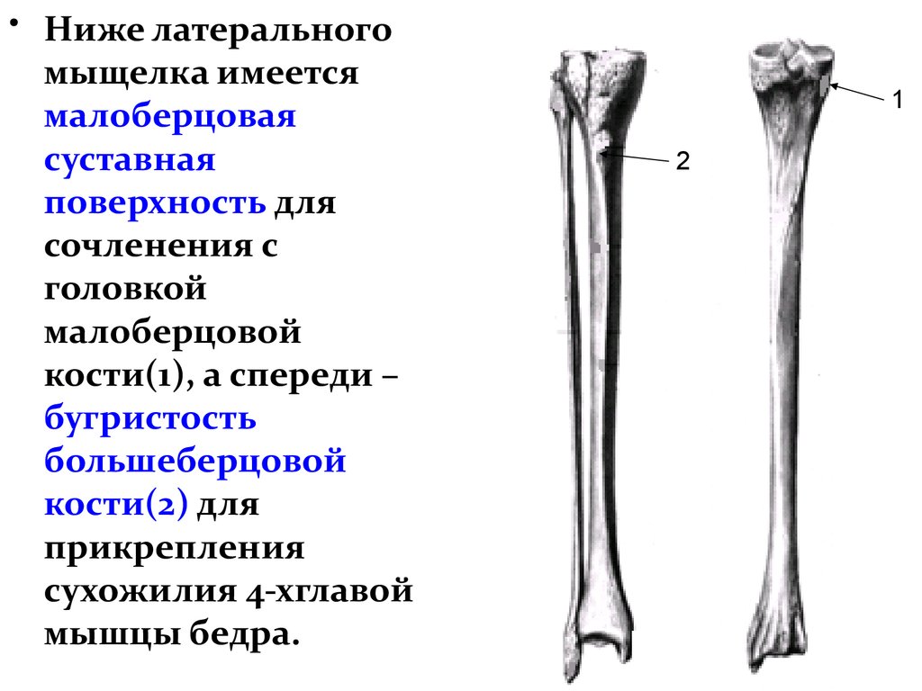 Между бедренной и большеберцовой костями какое. Головка большеберцовая кость анатомия. Суставные поверхности большеберцовой кости. Дистальный метафиз малоберцовой кости. Кости нижних конечностей малоберцовая.