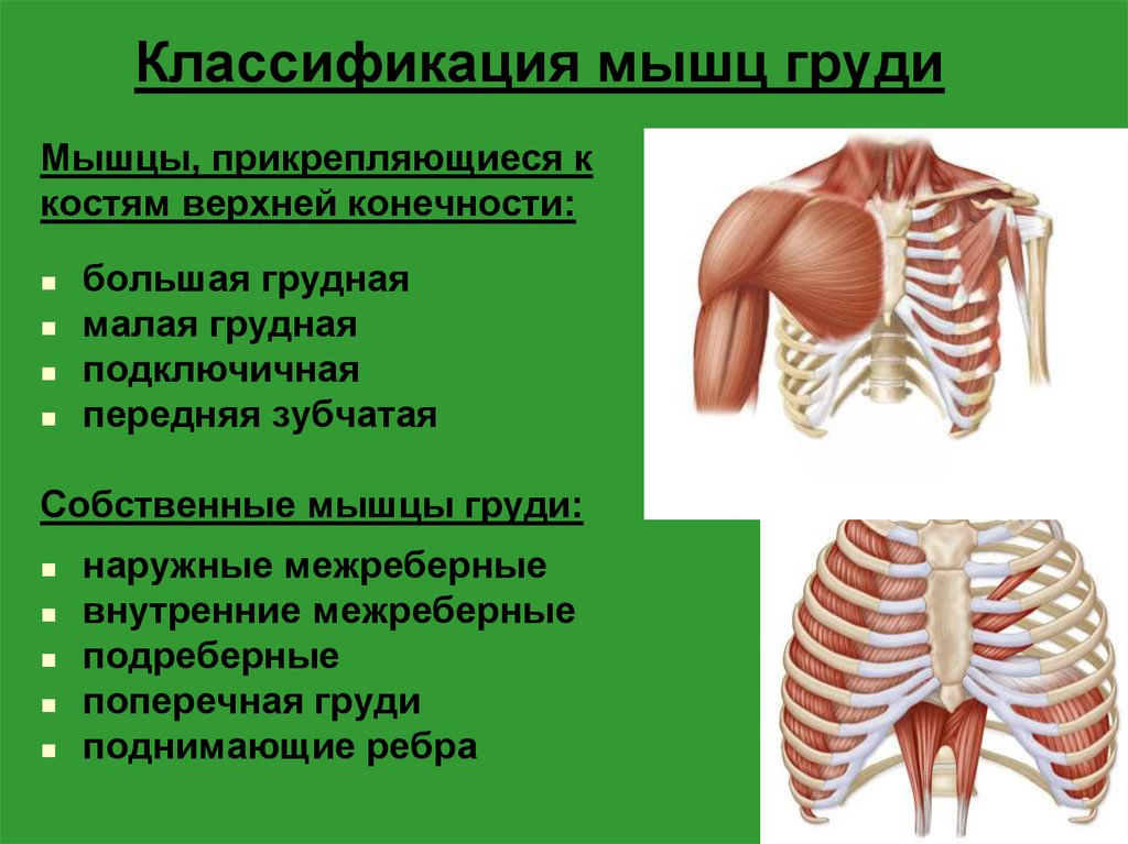 Мышцы спины и ребра. Поверхностные и глубокие мышцы грудины. Малая грудная мышца анатомия. Классификация мышц груди. Классификация мышц грудины.