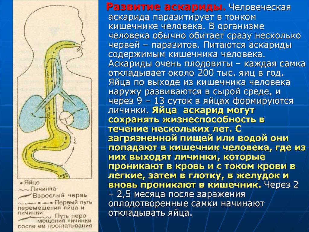 Тело аскариды человеческой