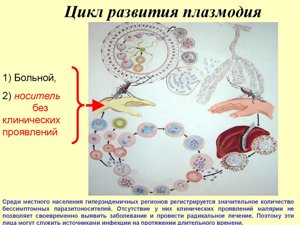 Хозяев в цикле развития малярийного плазмодия. Жизненный цикл малярийного плазмодия схема. Цикл малярийного плазмодия схема. Схема развития малярийного плазмодия. Стадии жизненного цикла малярийного плазмодия.