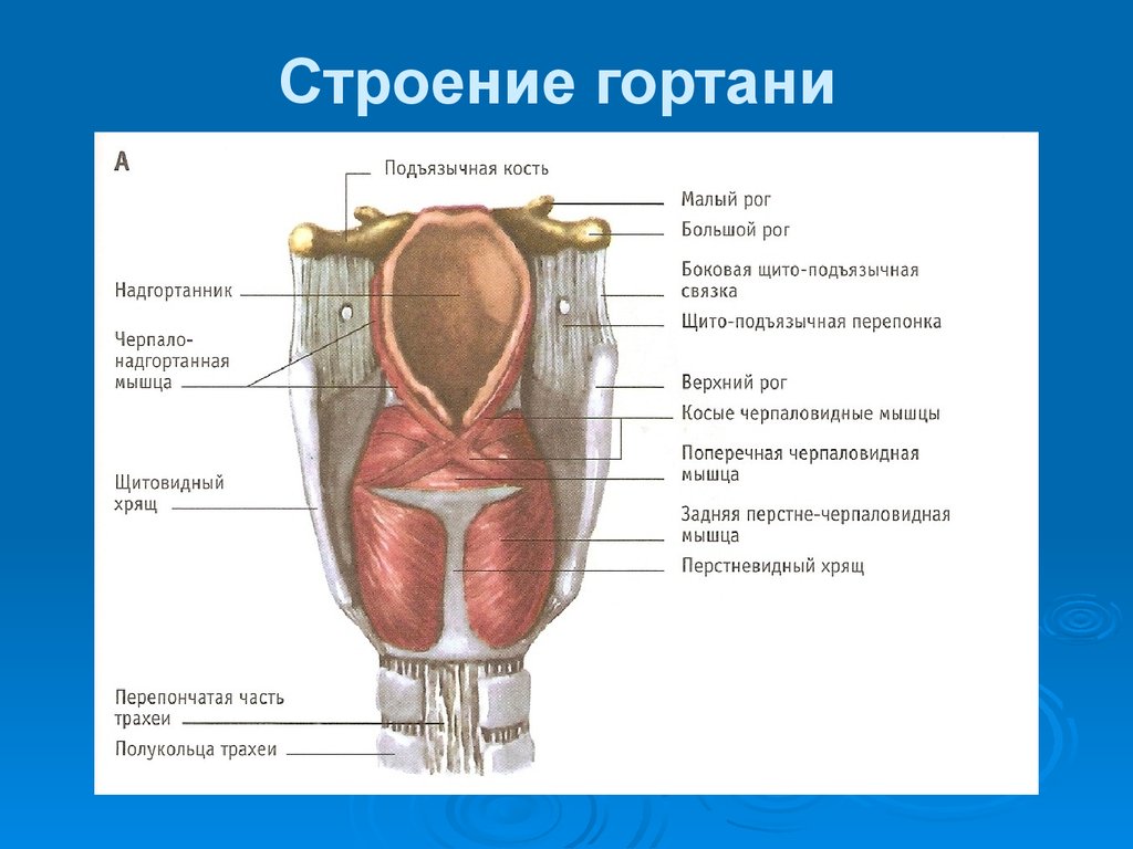 Надгортанник это. Строение гортани. Строение гортани человека. Строение гортани анатомия. Строение гортани надгортанник.