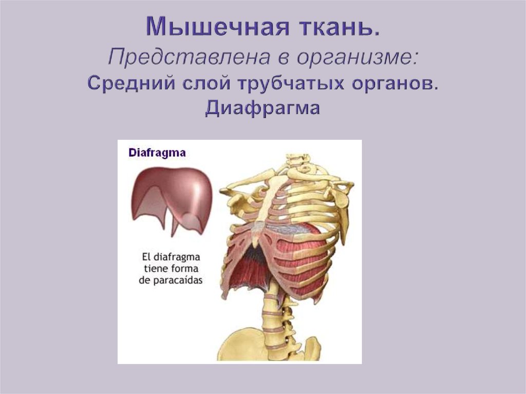 Какой тканью образована диафрагма. Диафрагма образована мышечной тканью. Диафрагма образована гладкой мышечной тканью. Диафрагма мышечная ткань. Диафрагма вид мышечной ткани.