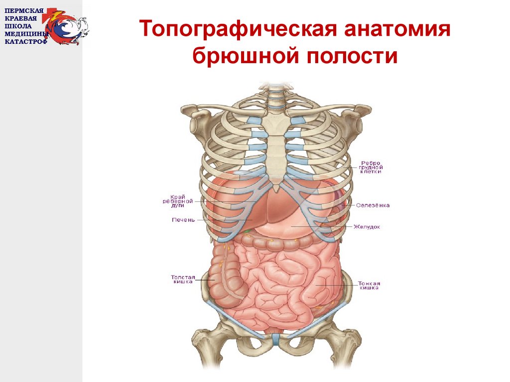 Брюшная полость ребенка. Топографическая анатомия брюшной полости. Топография брюшной полости анатомия. Органы брюшной полости расположение топографическая анатомия. Топография внутренних органов брюшной полости человека.