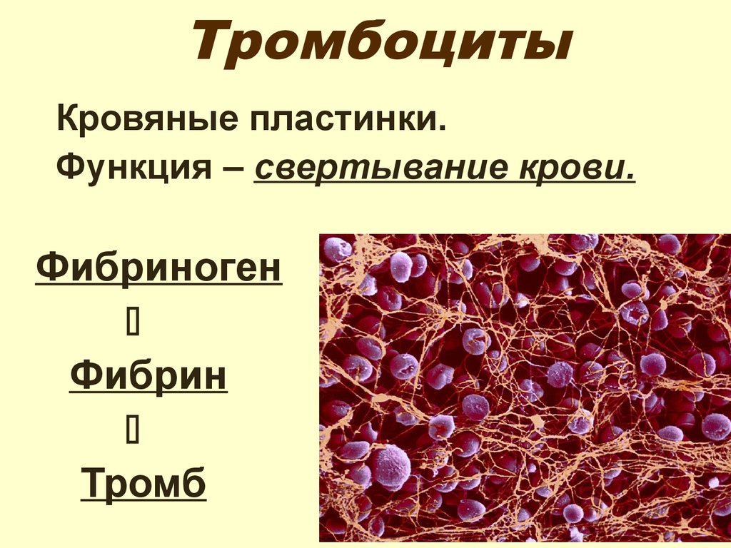 Фермент тромбоцитов. Тромбоциты строение и функции. Тромбоциты кровяные пластинки строение. Тромбоциты образование сгустка крови. Тромбоциты состав и строение.
