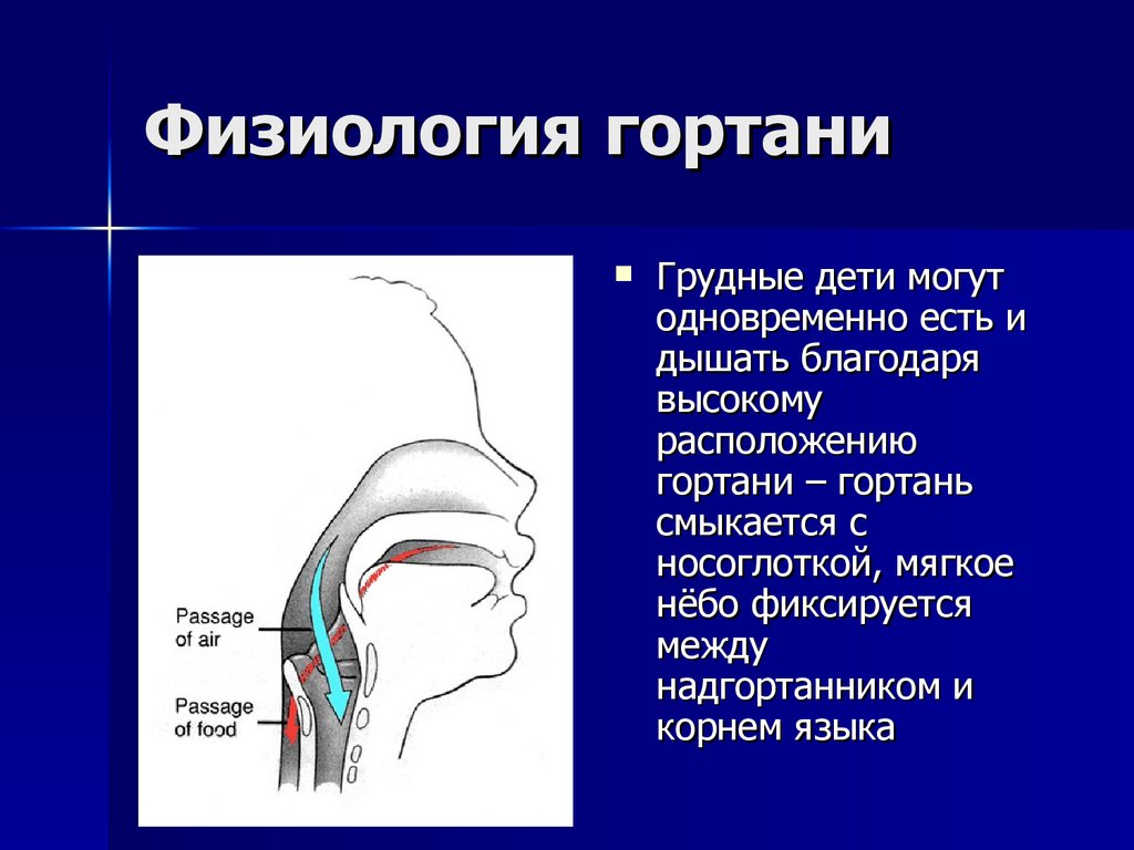 Как выглядит гортань у человека. Анатомия и физиология гортани. Анатомия и физиология гортан.