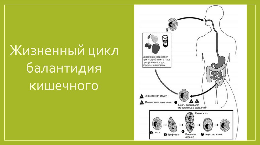 Кишечный цикл. ЖЦ балантидия. Жизненный цикл балантидия кишечного схема. Цикл развития балантидия. Жизненный цикл балантидия схема.