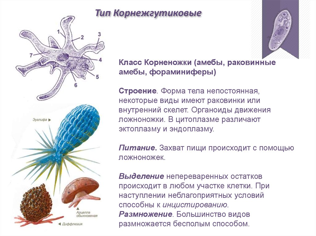 Простейшие основная информация. Раковинные корненожки фораминиферы. Характеристика раковинных корненожек. Форма тела раковинной амебы. Органоиды движения корненожек.