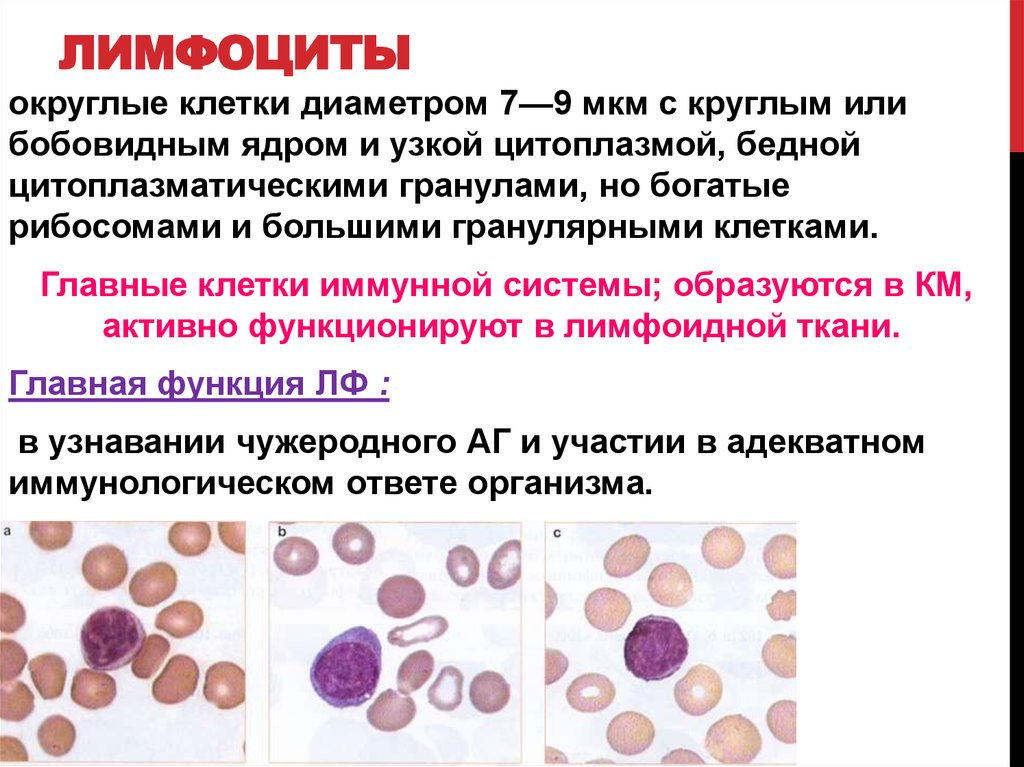 Как обозначаются лимфоциты в крови. Реактивно измененные лимфоциты. Лимфоциты строение. Лимфоциты гистология. Нулевые лимфоциты.