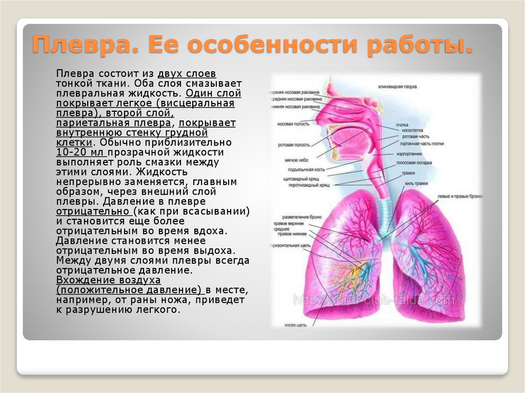 Плевра это. Плевра состоит из. Презентация на тему плеврит. Презентация плеврит легких.