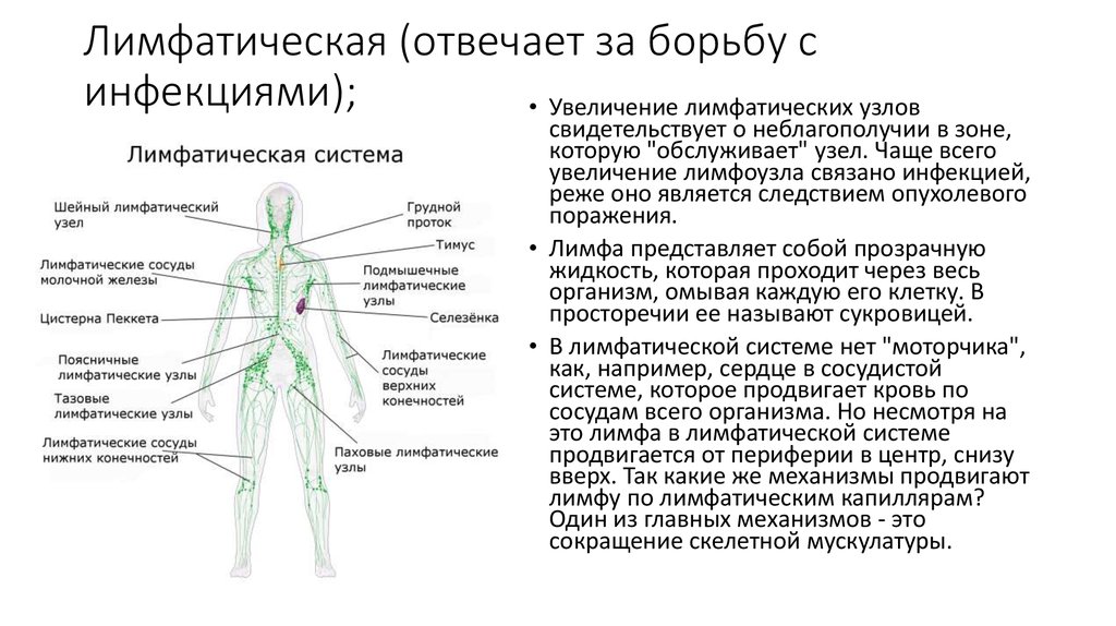 Увеличены лимфоузлы у женщины. Лимфатическая система психосоматика. Подмышечные лимфатические узлы расположение. Центральный лимфатический узел. Подмышечные лимфатические узлы увеличенные расположение.