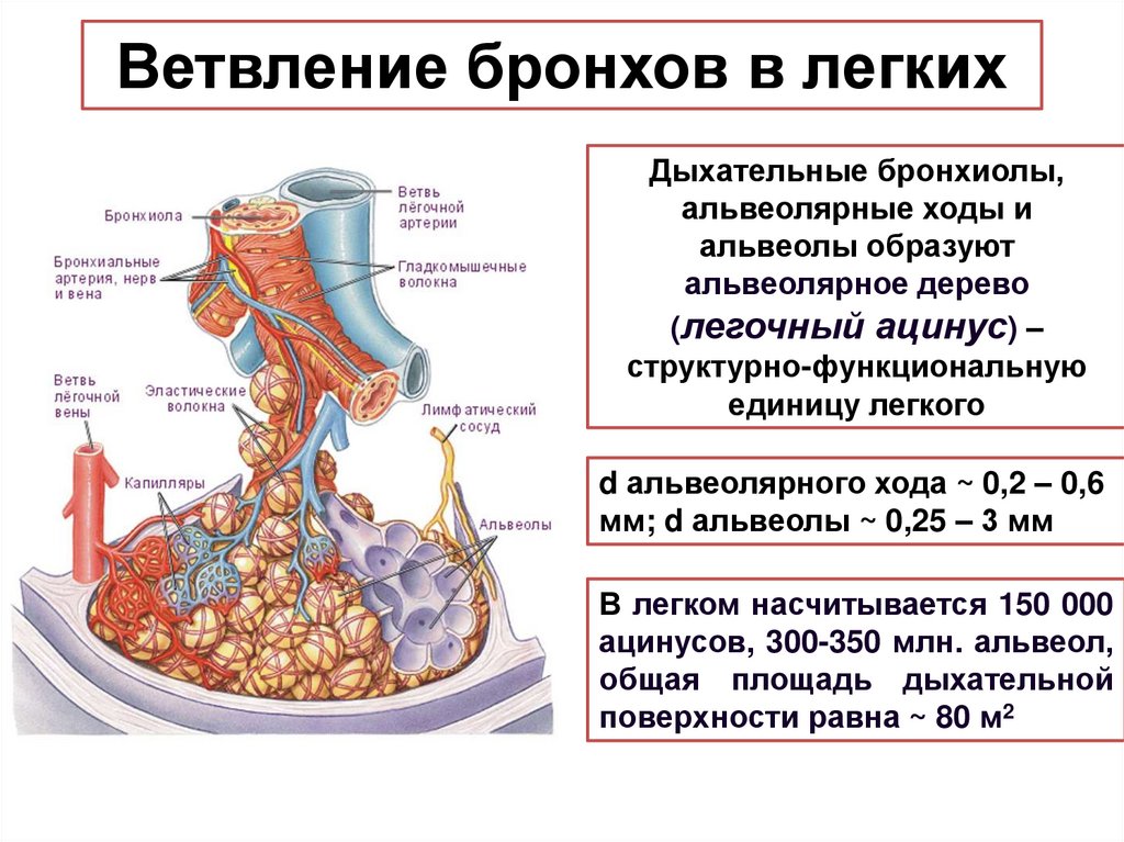 Содержит бронхи и бронхиолы. Бронхиолы анатомия. Бронхи бронхиолы и альвеолы. Альвеолы и бронхиолы в легких. Бронхиолы строение и функции.