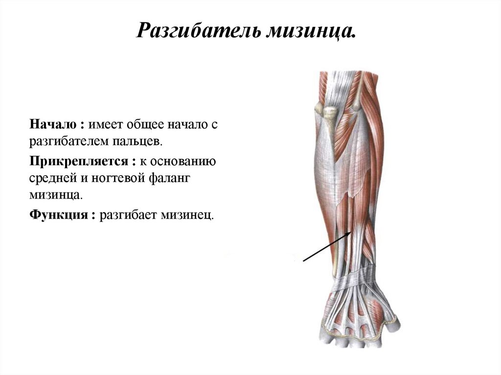 Длинный сгибатель пальцев. Разгибатель указательного пальца начало. Разгибатель мизинца начало прикрепление функции. Разгибатель мизинца кисти. Разгибатель мизинца мышца.