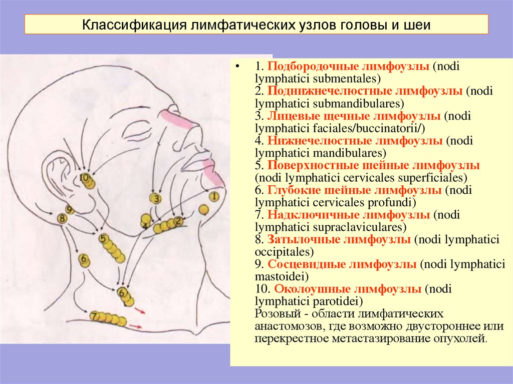 Лимфоузлы человека расположение схема на лице и шее