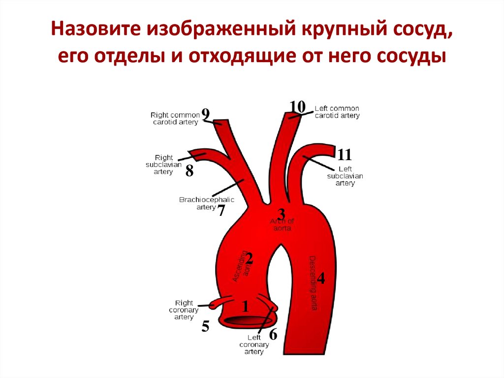 Анатомия аорты