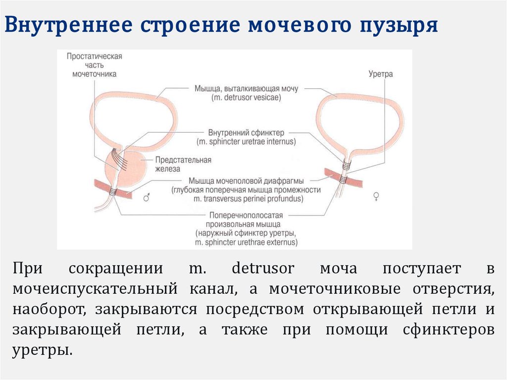 Части мочеиспускательного канала