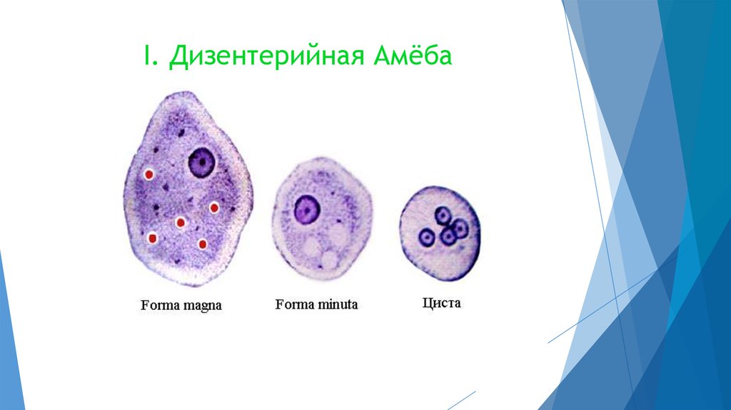 Дизентерийная амеба морфология. Entamoeba histolytica циста. Дизентерийная амеба (Entamoeba histolytica). Entamoeba histolytica морфология. Дизентерийная амеба строение.