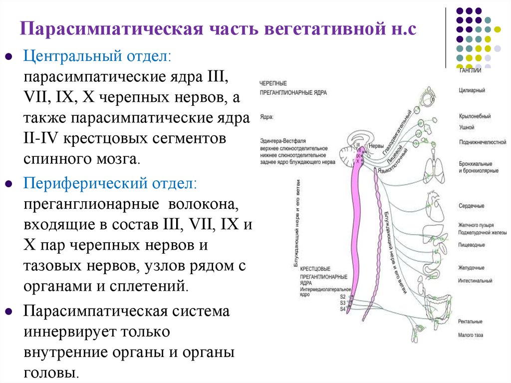 Где расположены симпатические вегетативные ядра. Центры парасимпатического отдела вегетативной нервной системы. Ядра парасимпатического отдела ВНС. Периферический отдел парасимпатической нервной системы.