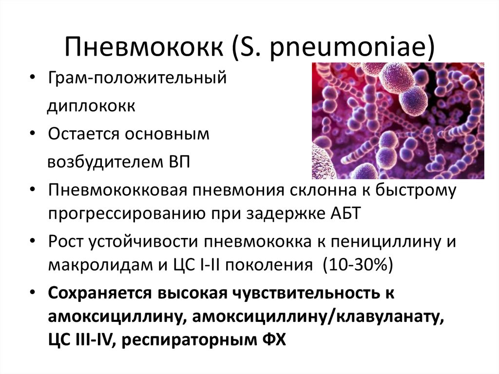 Streptococcus pneumoniae