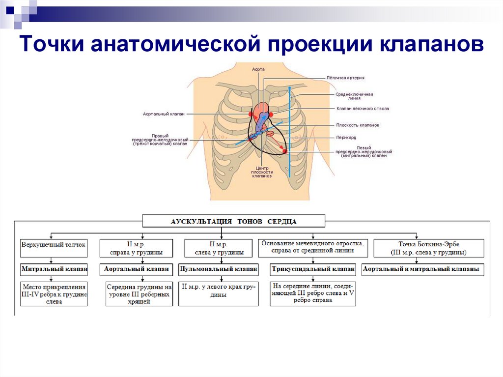 Проекция клапанов. Аускультация сердца тоны в норме. Точки аускультации сердца и проекция клапанов. Аускультация сердца характеристика тонов. Аускультация сердца в норме описание.