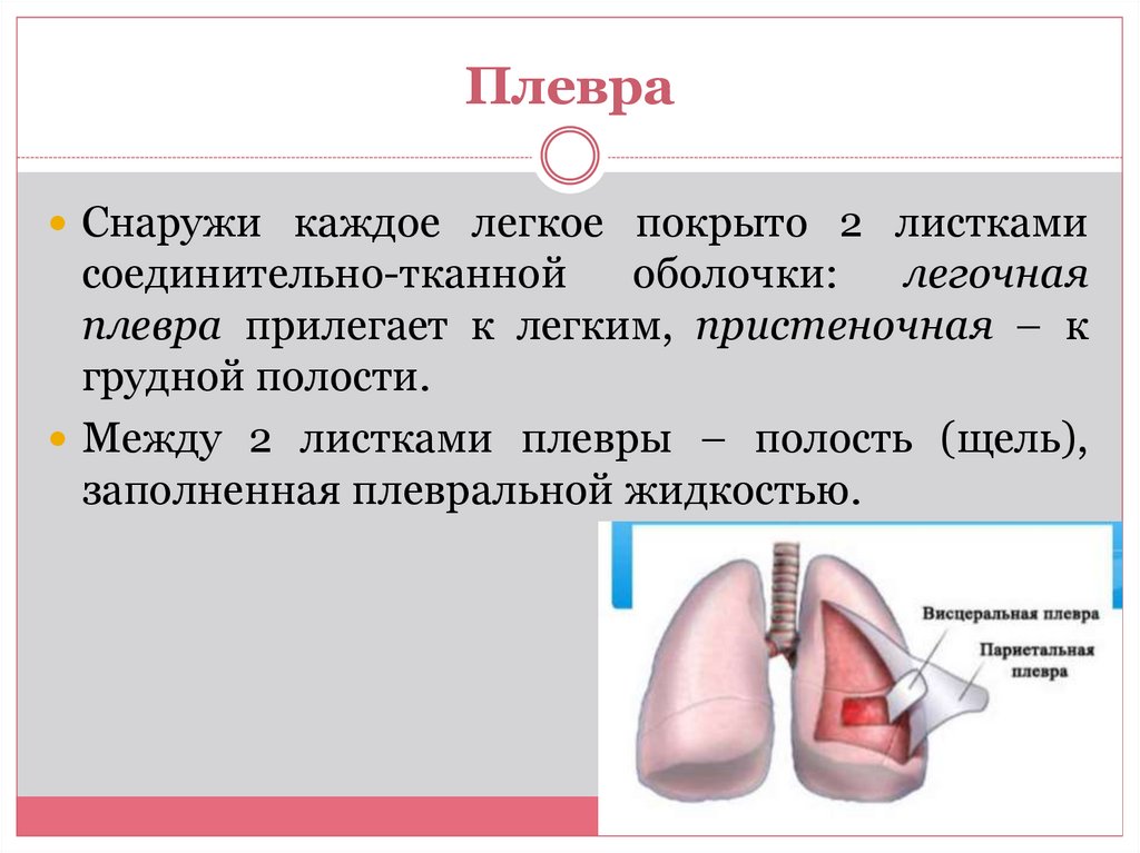 Плевра легких