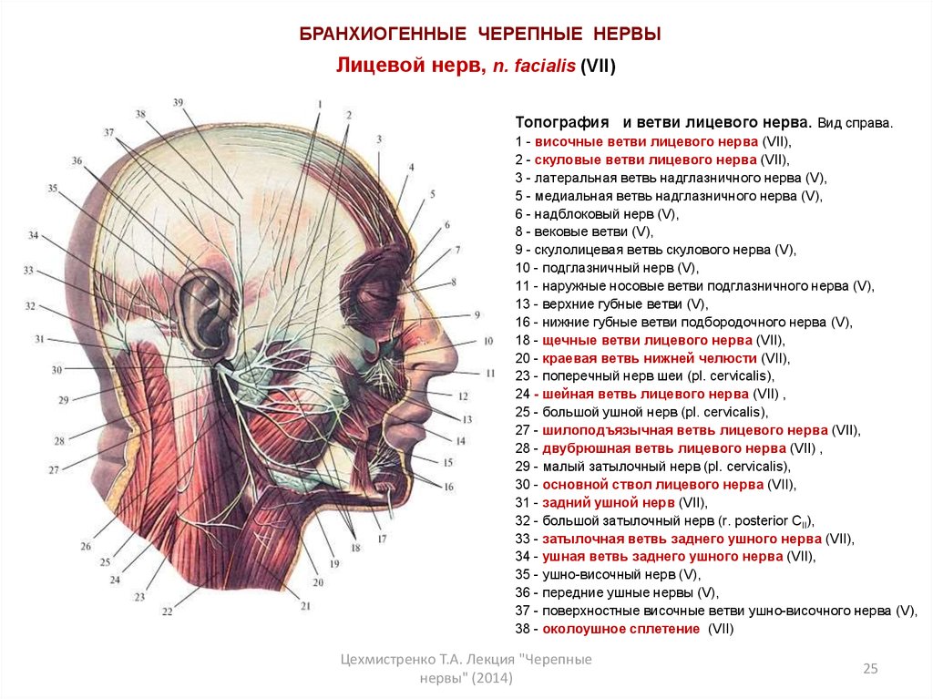 Нервные узлы черепных нервов. Топография головы Черепные нервы.. Лицевые нервы Черепные нервы. Височная ветвь лицевого нерва топографическая анатомия. Анатомия краевой ветви лицевого нерва.