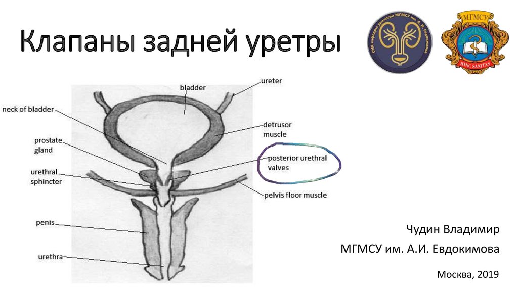 Рисунок мочеиспускательный канал