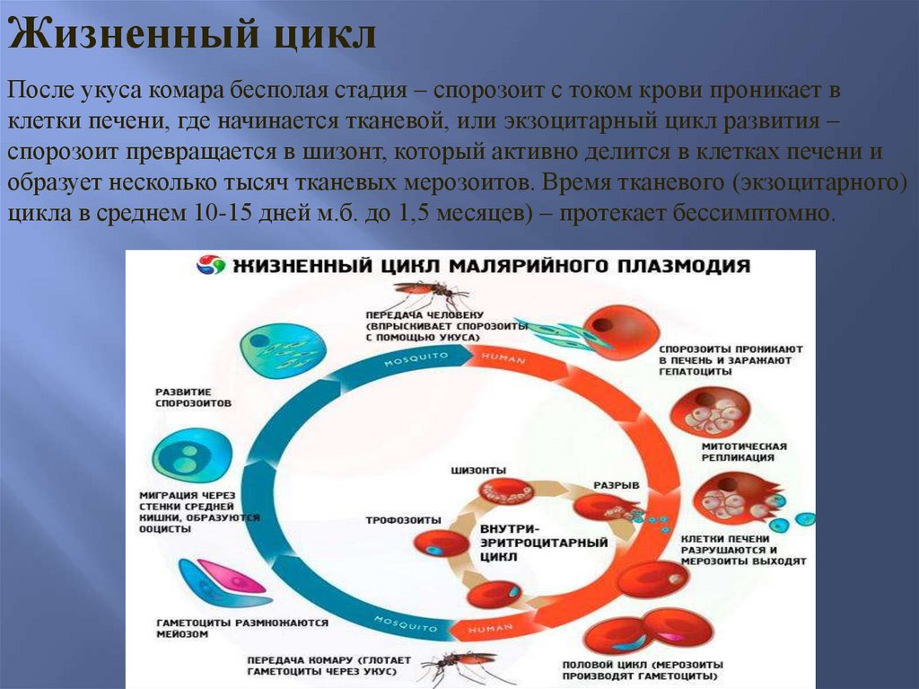 Жизненный цикл соматической клетки. Цикл жизни малярийного плазмодия. Цикл развития малярийного плазмодия в организме человека. Стадии жизненного цикла малярийного плазмодия. Малярийный плазмодий в клетках печени.