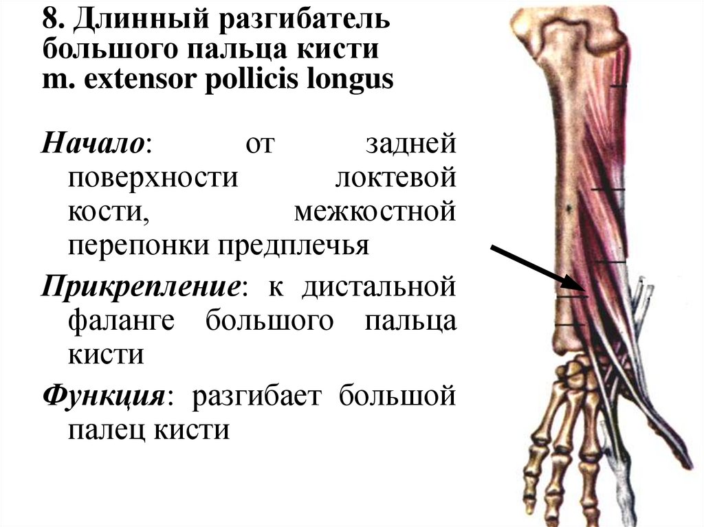 Разгибатель пальцев кисти. Длинный разгибатель большого пальца кисти. Длинный разгибатель первого пальца кисти. Разгибатели 5 пальца кисти. Extensor pollicis Longus.