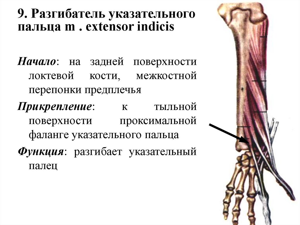 Разгибатель пальцев кисти. Разгибатель указательного пальца. Разгибатель указательного пальца начало прикрепление функции. Разгибатель указательного пальца кисти. Собственный разгибатель указательного пальца.