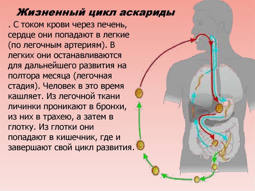 Особенности человеческой аскариды