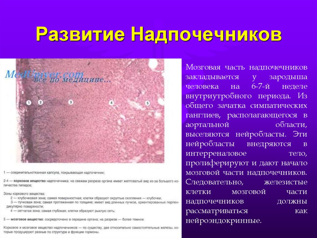 Поддержка надпочечников. Строение мозгового вещества надпочечников. Развитие надпочечников.