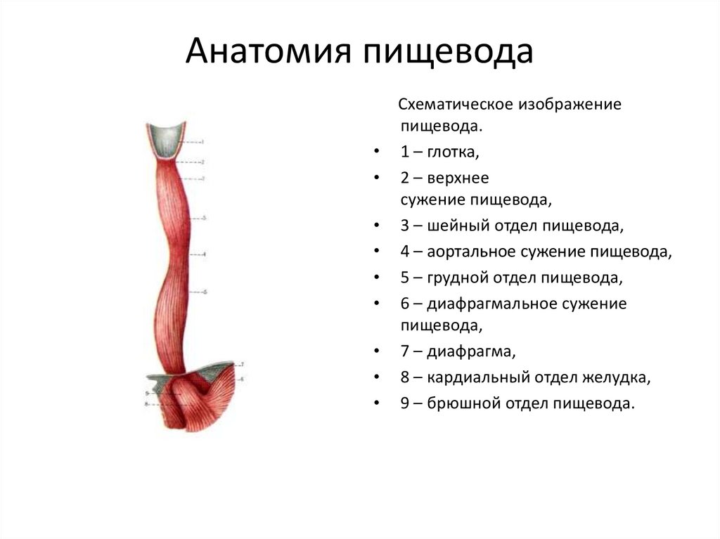 Функции пищевода