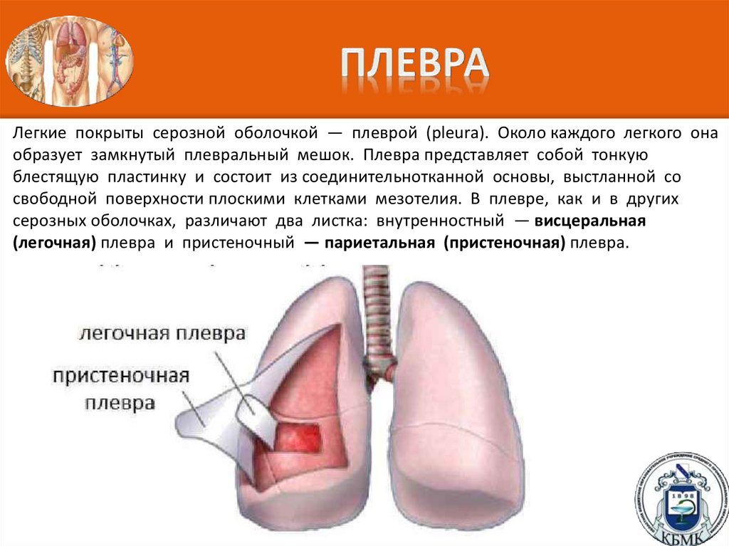 Плевральная легких