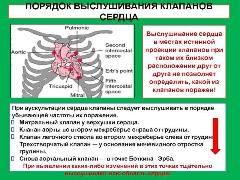 Аускультация сердца алгоритм