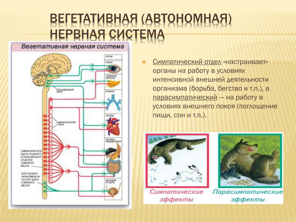 Как влияют симпатические нервы на органы человека. Вегетативная нервная система. Автономная нервная система. Отделы вегетативной нервной системы. Влияние вегетативной нервной системы на деятельность.