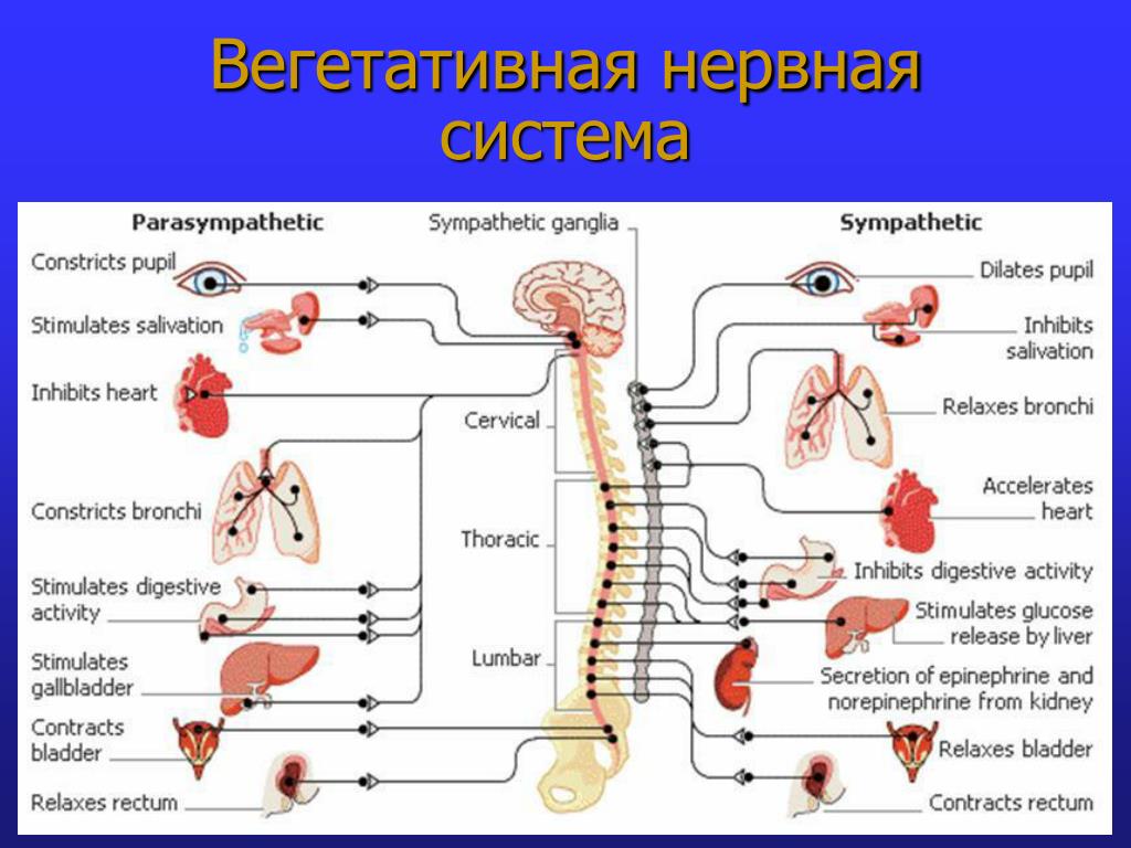 Автономный отдел нервной системы. Симпатическая и парасимпатическая нервная система.