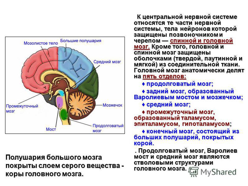 Анализы цнс. Нервная система человека головной мозг строение и функции. Нервная система головной мозг, спинной мозг анатомия. Структуры отдела ЦНС спинной мозг. Нервная система строение и функции нервной системы.
