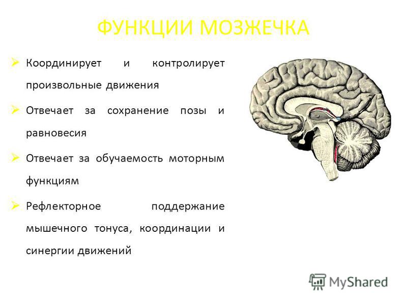 Мозжечок признаки. Головной мозг мозжечок строение и функции. Функции отделов головного мозга мозжечок. Полушария мозжечка функции. Мозжечок отдел головного мозга.