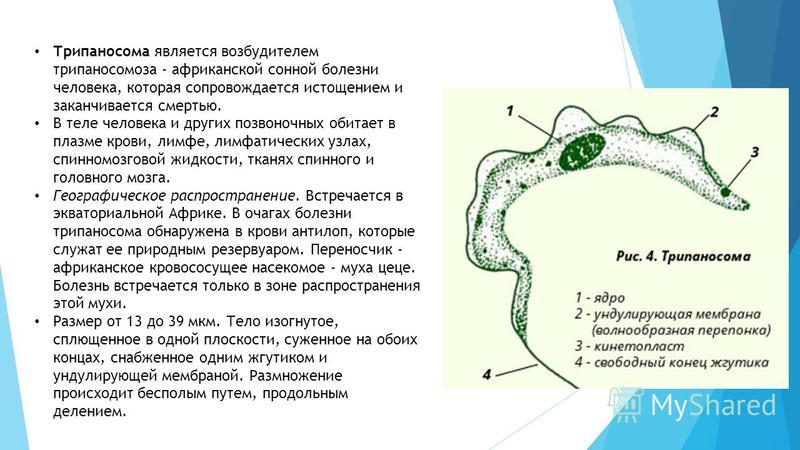 Трипаносома способна к фотосинтезу