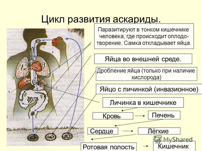 Жизненный цикл аскариды рисунок