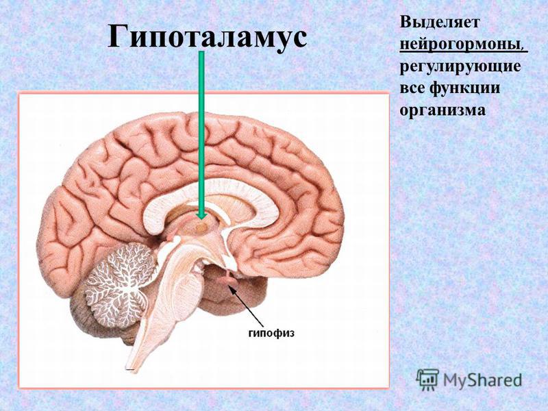 Гипоталамус. Строение головного мозга гипоталамус. Гипоталамус функции. Гипоталамус анатомия строение.