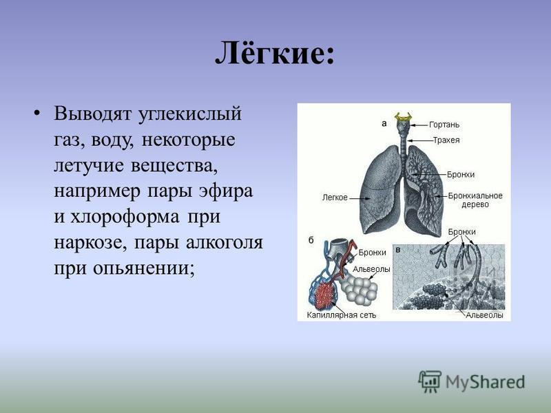 Ничего легкого. Легкие вещества. Выведение углекислоты легкими. Вывод жидкости из легких. Легкие выводят из организма….