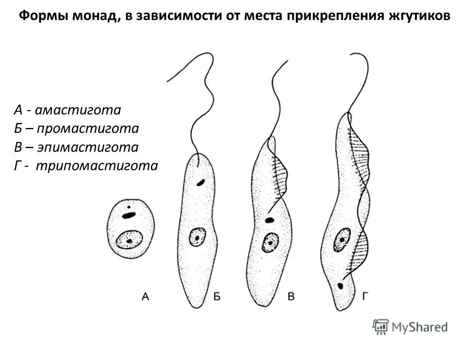 Форма тела жгутиков. Морфологические стадии трипаносом. Эпимастигота трипаносомы. Стадии развития трипаносом.