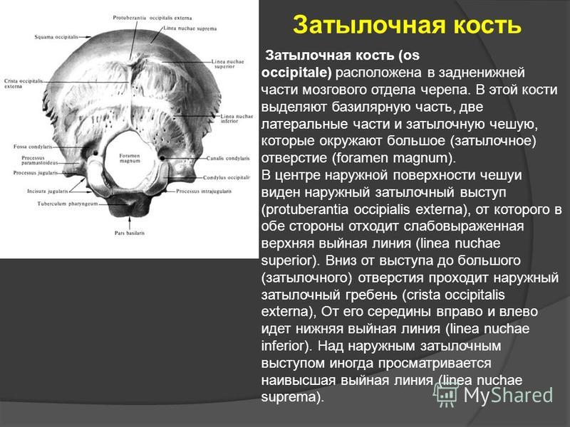 Наружный затылочный выступ. Наружный затылочный Выступ черепа. Затылочная шпора рентген. Анатомия затылочной кости на кт. Наружный бугор затылочной кости.